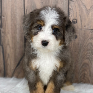 Bernedoodle Puppy Rocco