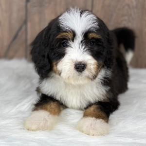 Bernedoodle Puppy Laci
