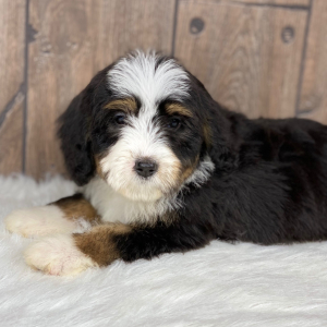 Bernedoodle Puppy Laci