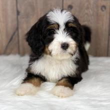 Bernedoodle Puppy Laci