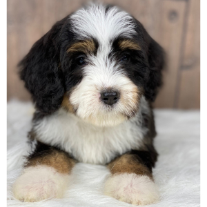 Bernedoodle Puppy Laci