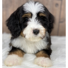 Bernedoodle Puppy Laci