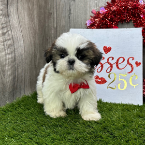 Shih Tzu Puppy Jones
