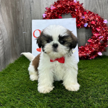 Shih Tzu Puppy Jones