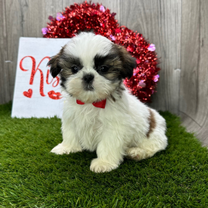 Shih Tzu Puppy Jones