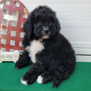 Bernedoodle Puppy Drexel