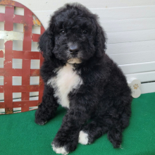 Bernedoodle Puppy Drexel