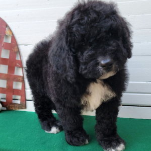 Bernedoodle Puppy Drexel