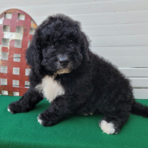 Bernedoodle Puppy Drexel