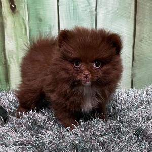 Pomeranian Puppy Mandy