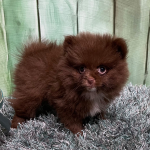 Pomeranian Puppy Mandy