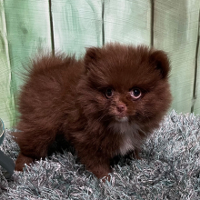 Pomeranian Puppy Mandy