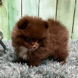 Pomeranian Puppy Mandy