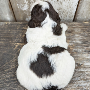 Portuguese Water Dog Puppy Finley