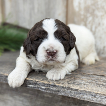 Portuguese Water Dog Puppy Finley