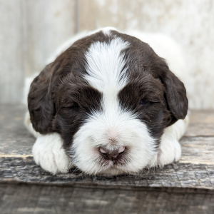 Portuguese Water Dog Puppy Finley