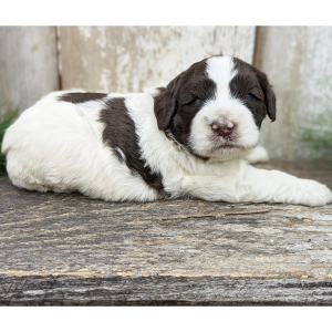 Portuguese Water Dog Puppy Finley