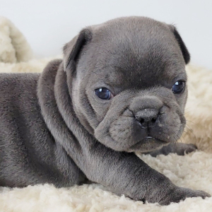 French Bulldog Puppy Nonnie