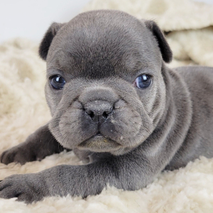 French Bulldog Puppy Nonnie