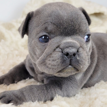 French Bulldog Puppy Nonnie