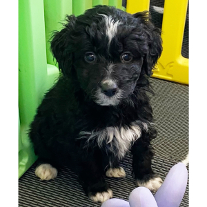 Aussiedoodle Puppy Nelly