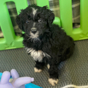 Aussiedoodle Puppy Nelly