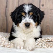 Bernedoodle Puppy Mac