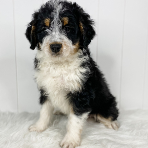 Bernedoodle Puppy Mac
