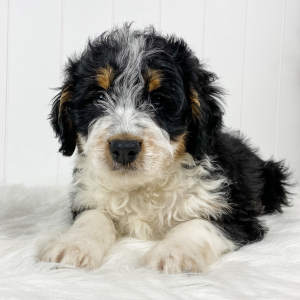 Bernedoodle Puppy Mac