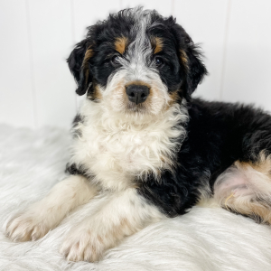 Bernedoodle Puppy Mac