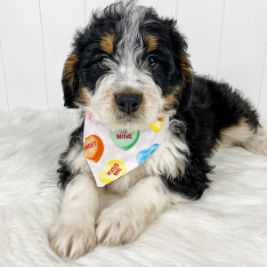 Bernedoodle Puppy Mac