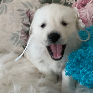 Golden Retriever Puppy Sweet Angel