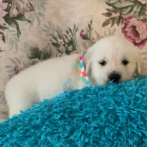 Golden Retriever Puppy Sweet Angel