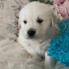 Golden Retriever Puppy Sweet Angel