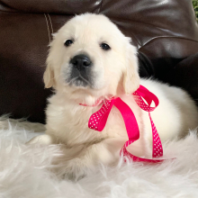 Golden Retriever Puppy Sweet Angel
