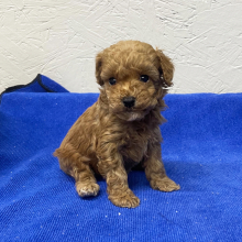 Poodle Puppy Abigel