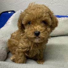 Poodle Puppy Abigel