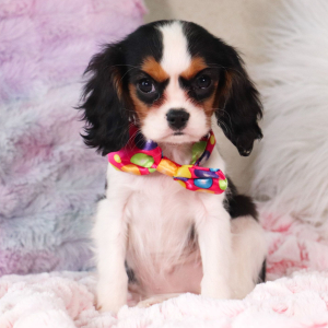 Cavalier King Charles Spaniel Puppy Kelley