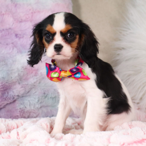 Cavalier King Charles Spaniel Puppy Kelley