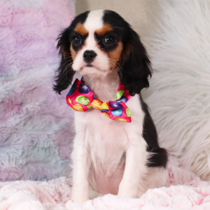 Cavalier King Charles Spaniel Puppy Kelley