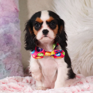 Cavalier King Charles Spaniel Puppy Kelley