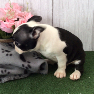 Boston Terrier Puppy Holleene