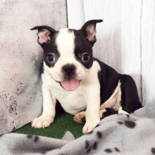 Boston Terrier Puppy Holleene