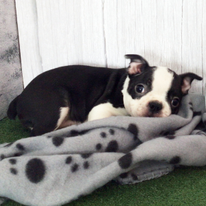 Boston Terrier Puppy Holleene