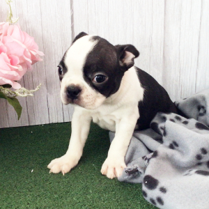Boston Terrier Puppy Holleene