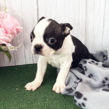 Boston Terrier Puppy Holleene