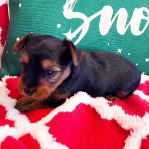 Yorkshire Terrier Puppy Paisley