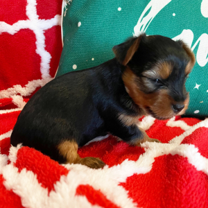 Yorkshire Terrier Puppy Paisley