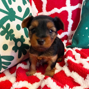 Yorkshire Terrier Puppy Paisley