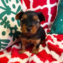 Yorkshire Terrier Puppy Paisley